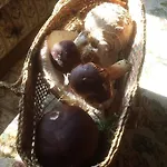 Ostoja Lesna Cisza Apartamento Purda
