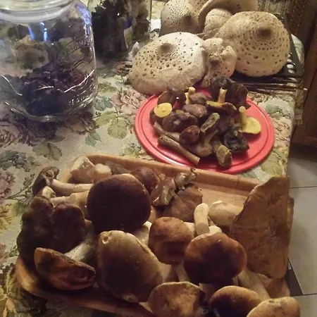 Apartment Ostoja Lesna Cisza *